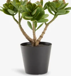 JOSTEINPlanta artificial JOSTEIN A23cm Crassula ovata